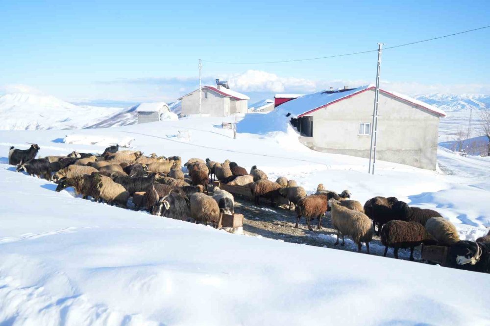 Muş’ta 1800 Rakımlı Köy Kara Gömüldü.. Evler Kar Altında, Ulaşım Tünellerle Sağlanıyor
