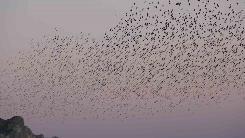 Van Kalesi’nde Eşsiz Bir Gösteri: Sığırcık Kuşları Havada Dans Etti
