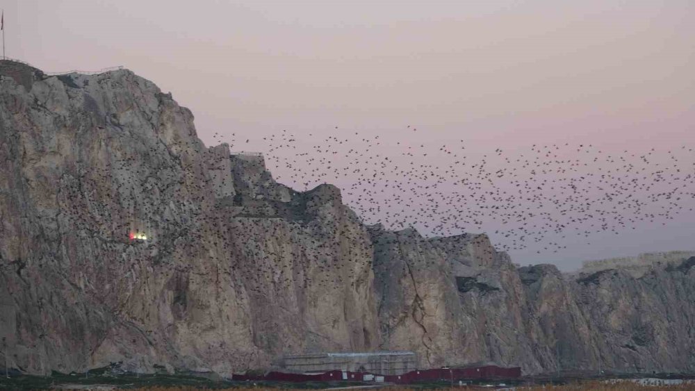 Van Kalesi’nde Eşsiz Bir Gösteri: Sığırcık Kuşları Havada Dans Etti
