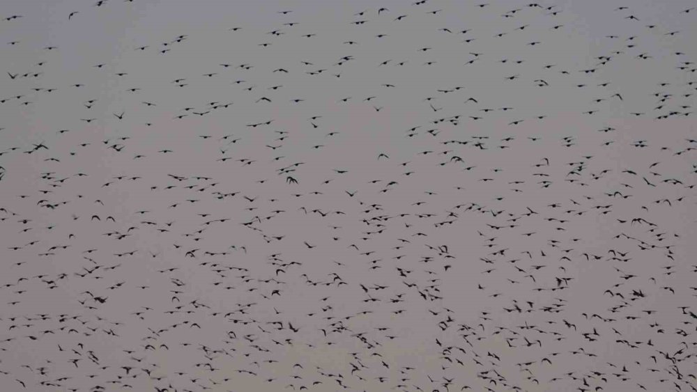 Van Kalesi’nde Eşsiz Bir Gösteri: Sığırcık Kuşları Havada Dans Etti