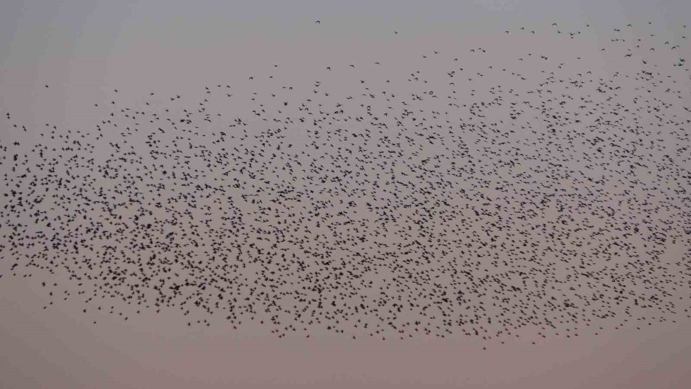 Van Kalesi’nde Eşsiz Bir Gösteri: Sığırcık Kuşları Havada Dans Etti