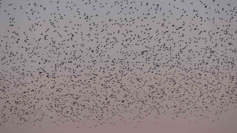 Van Kalesi’nde Eşsiz Bir Gösteri: Sığırcık Kuşları Havada Dans Etti