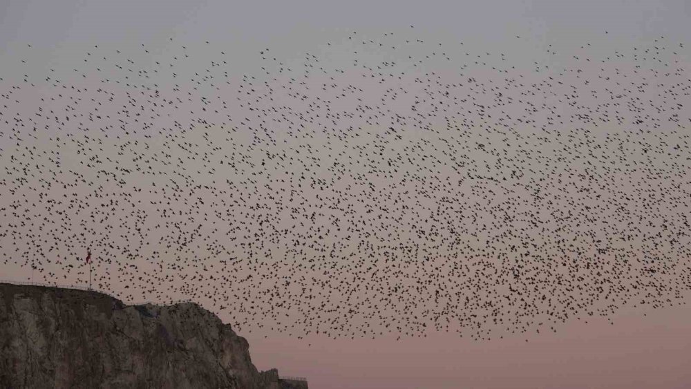 Van Kalesi’nde Eşsiz Bir Gösteri: Sığırcık Kuşları Havada Dans Etti