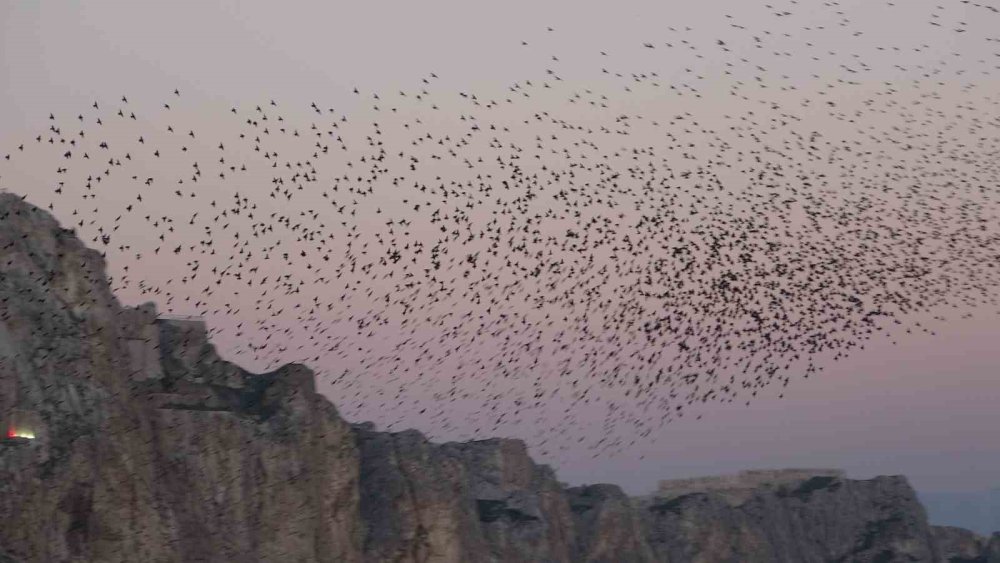 Van Kalesi’nde Eşsiz Bir Gösteri: Sığırcık Kuşları Havada Dans Etti