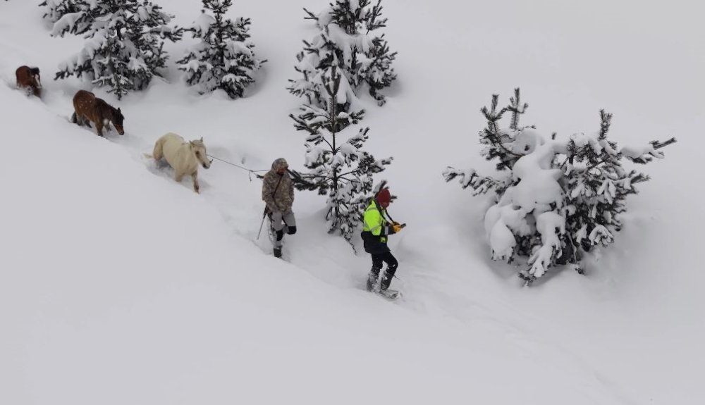 Artvin’de Zorlu Kurtarma.. 3 Aydır Kayıp Atlar Karlar Altından Köye İndirildi!