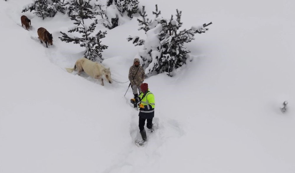 Artvin’de Zorlu Kurtarma.. 3 Aydır Kayıp Atlar Karlar Altından Köye İndirildi!