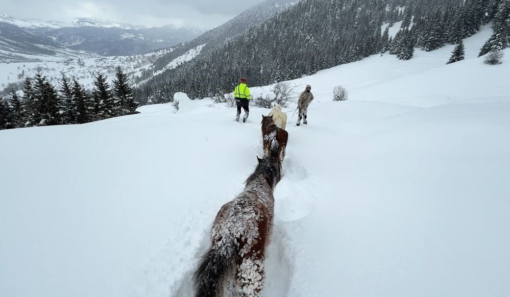 Artvin’de Zorlu Kurtarma.. 3 Aydır Kayıp Atlar Karlar Altından Köye İndirildi!