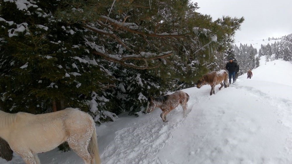 Artvin’de Zorlu Kurtarma.. 3 Aydır Kayıp Atlar Karlar Altından Köye İndirildi!