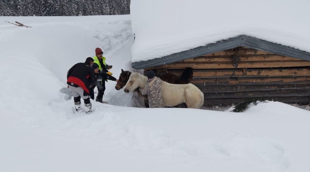 Artvin’de Zorlu Kurtarma.. 3 Aydır Kayıp Atlar Karlar Altından Köye İndirildi!