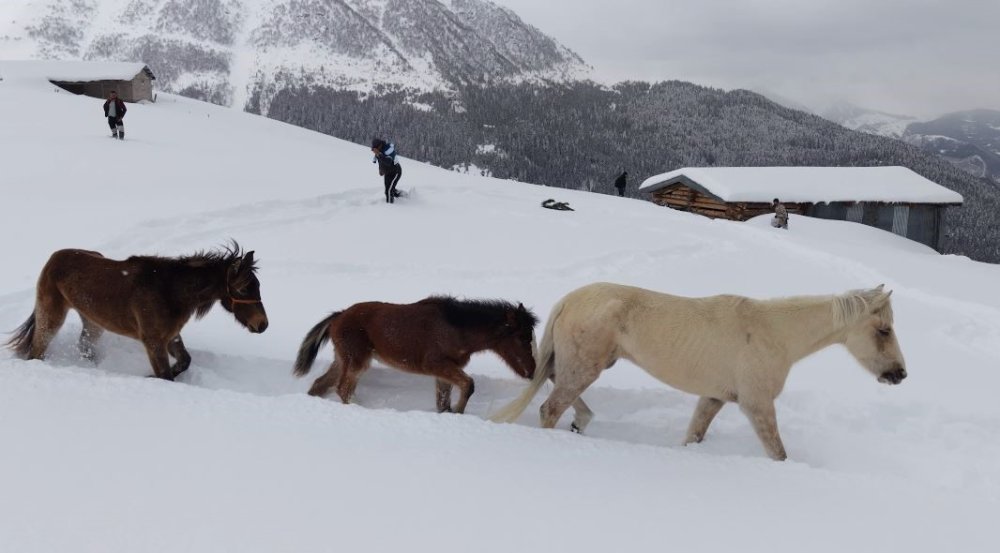 Artvin’de Zorlu Kurtarma.. 3 Aydır Kayıp Atlar Karlar Altından Köye İndirildi!