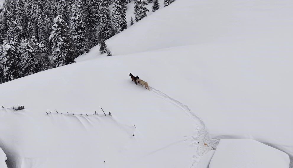 Artvin’de Zorlu Kurtarma.. 3 Aydır Kayıp Atlar Karlar Altından Köye İndirildi!
