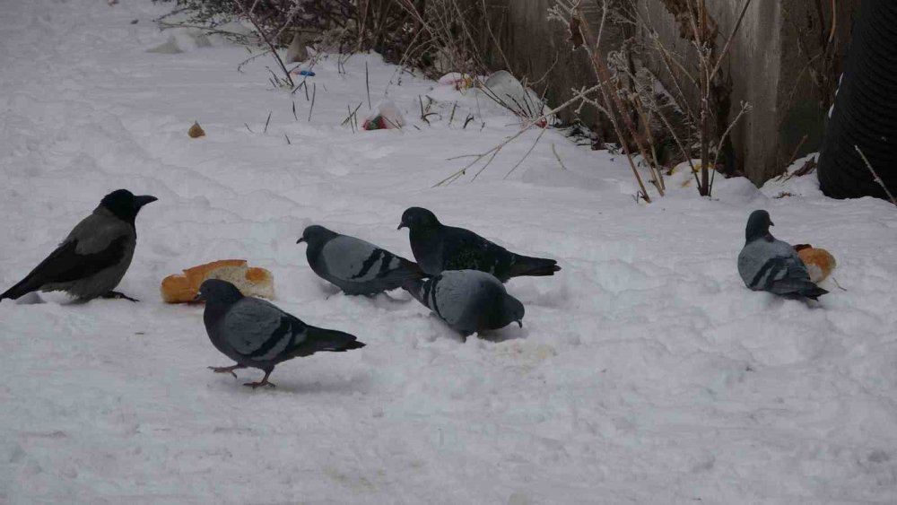 Ardahan’da Dondurucu Soğuk.. Göle’de Termometreler -24,5’i Gösterdi!