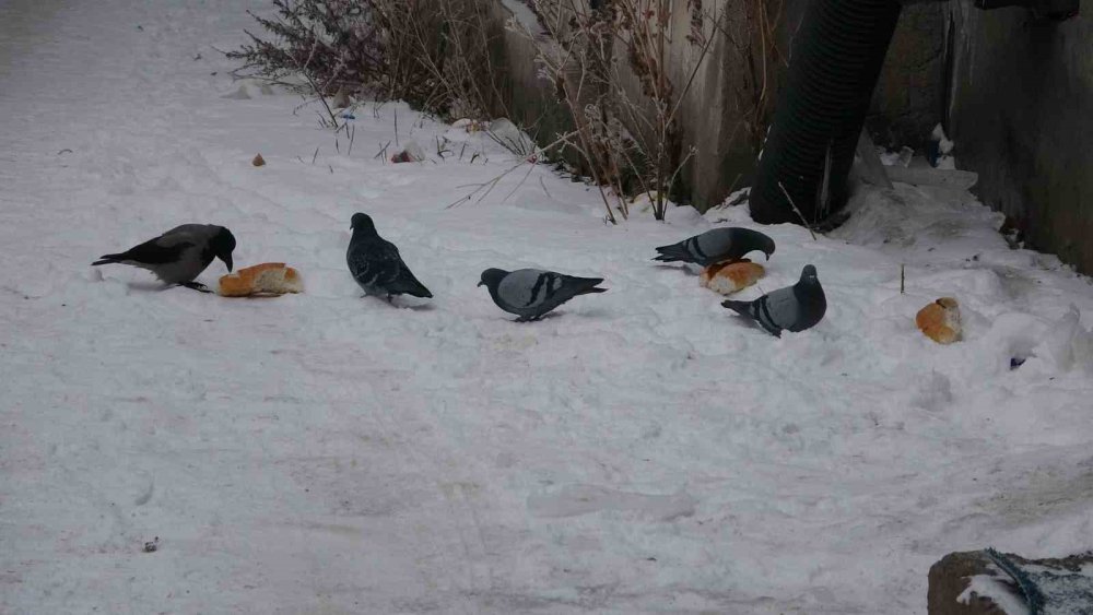 Ardahan’da Dondurucu Soğuk.. Göle’de Termometreler -24,5’i Gösterdi!