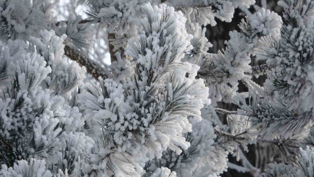 Ardahan’da Dondurucu Soğuk.. Göle’de Termometreler -24,5’i Gösterdi!