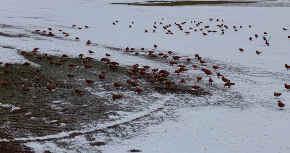 Angut Kuşlarının Belgesel Tadında Göçü