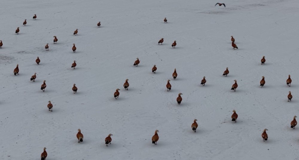 Angut Kuşlarının Belgesel Tadında Göçü