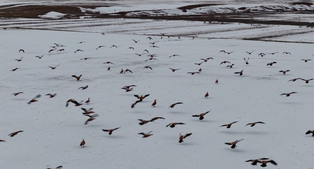 Angut Kuşlarının Belgesel Tadında Göçü