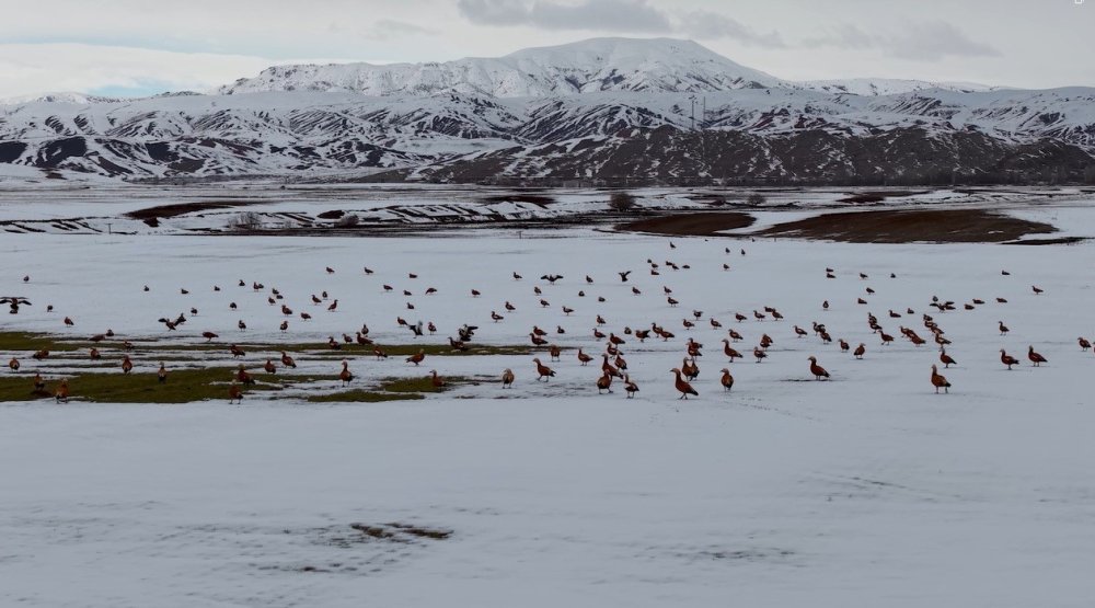 Angut Kuşlarının Belgesel Tadında Göçü