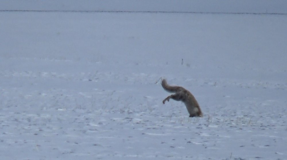 Kar Üzerinde Nefes Kesen Avlama Anı.. Kızıl Tilki Sabırla Avını Yakaladı!