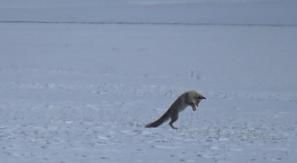 Kar Üzerinde Nefes Kesen Avlama Anı.. Kızıl Tilki Sabırla Avını Yakaladı!