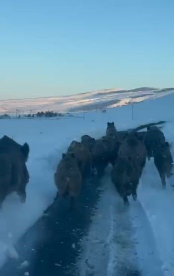Karlı Yolda İlginç Anlar.. Ardahan’da Sabah Yolculuğu Domuz Sürüsüyle Kesildi!