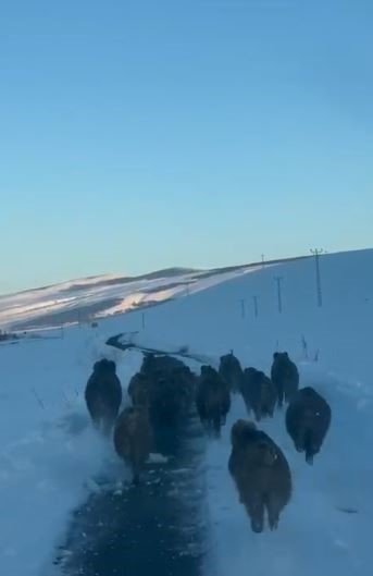 Karlı Yolda İlginç Anlar.. Ardahan’da Sabah Yolculuğu Domuz Sürüsüyle Kesildi!