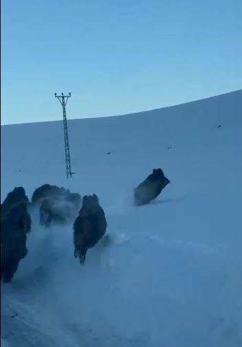 Karlı Yolda İlginç Anlar.. Ardahan’da Sabah Yolculuğu Domuz Sürüsüyle Kesildi!