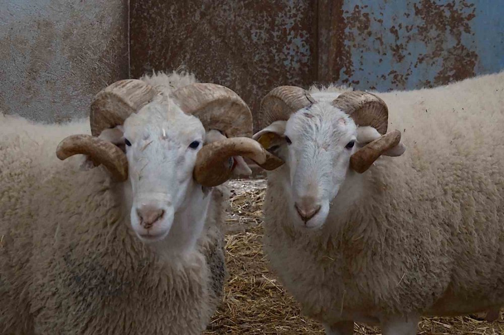 Türkiye’nin En Değerli Koçları Rekor Fiyatlara Satılıyor