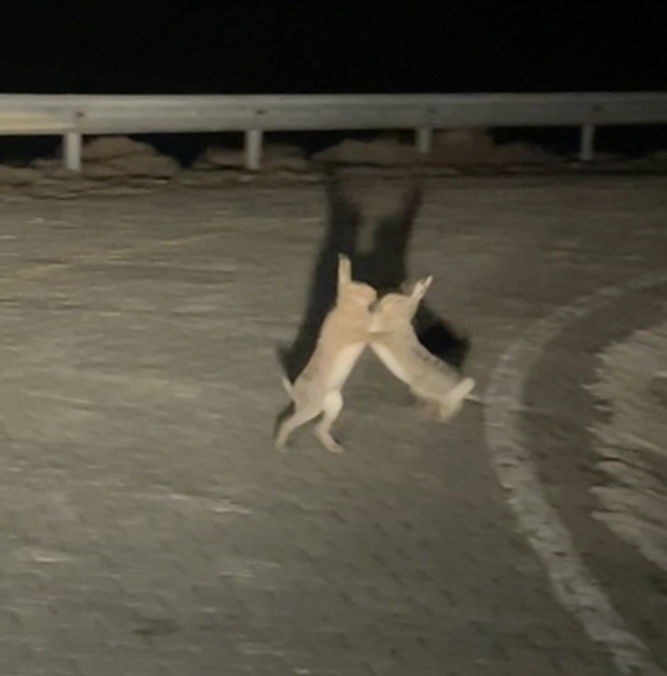 Anlaşamayan Tavşanlar Birbirine Girdi