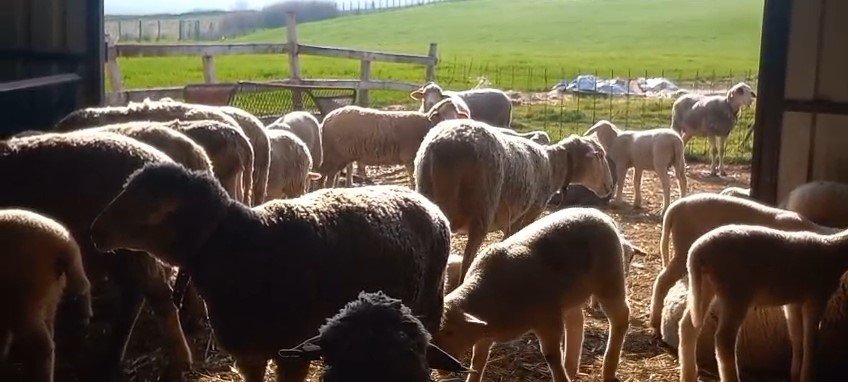 Edirne’de Diplomalı Çobanlar Kursu Tamamladı