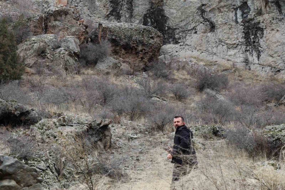 Oltu’da Yaralı (Dağ) Keçisi Koruma Altına Alındı.. Kaçak Avcılara Tepki!