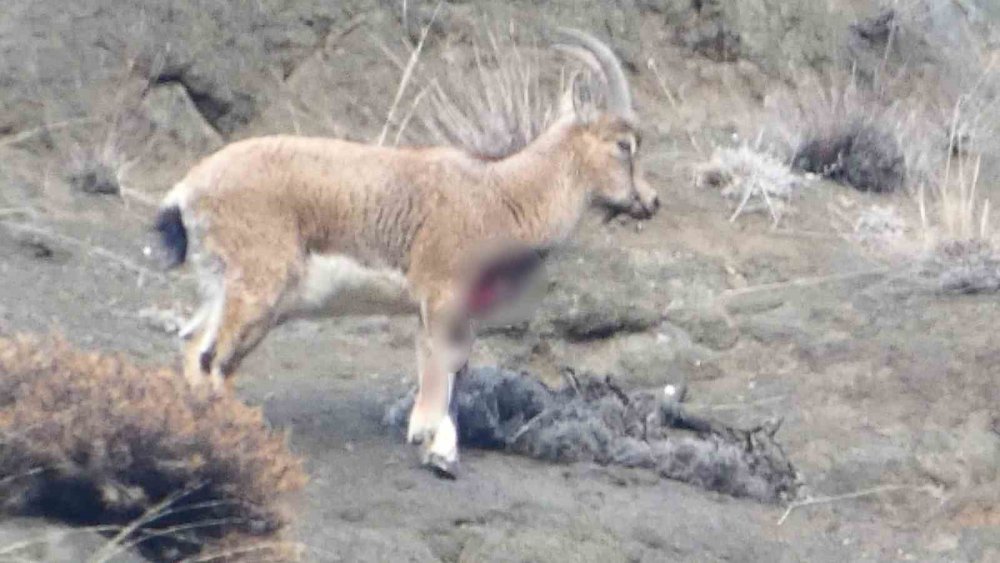 Oltu’da Yaralı (Dağ) Keçisi Koruma Altına Alındı.. Kaçak Avcılara Tepki!