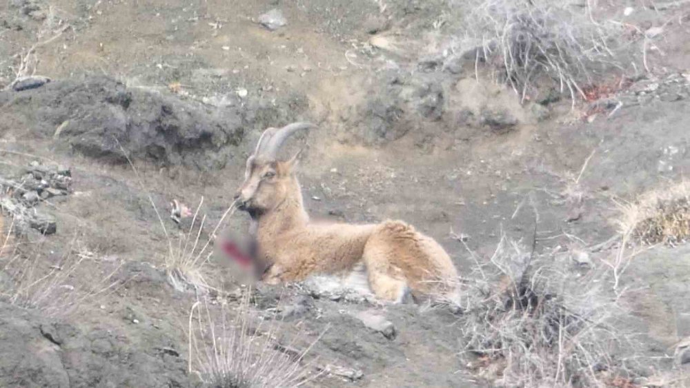 Oltu’da Yaralı (Dağ) Keçisi Koruma Altına Alındı.. Kaçak Avcılara Tepki!