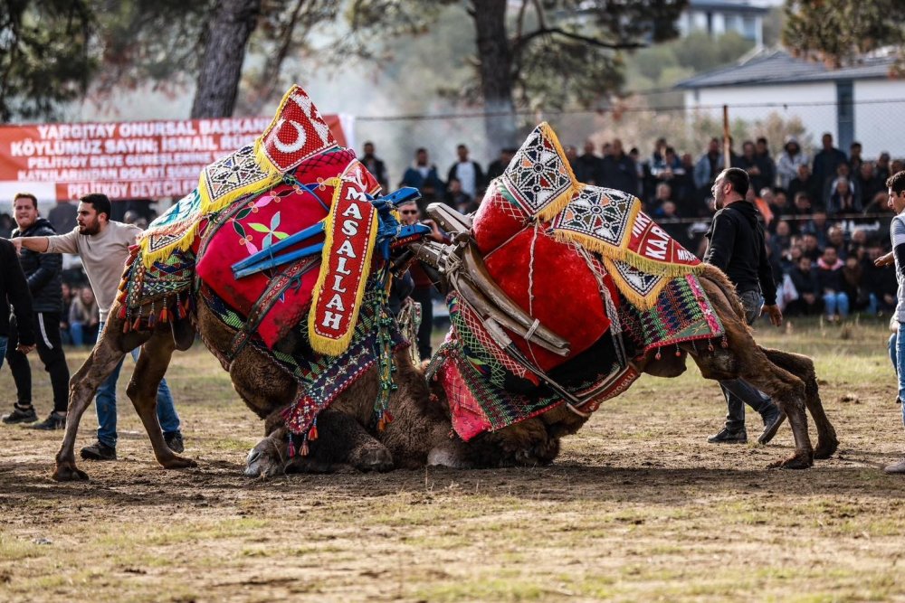 Burhaniye’de Deve Güreşleri Pelitköy Sahasında Yapılacak