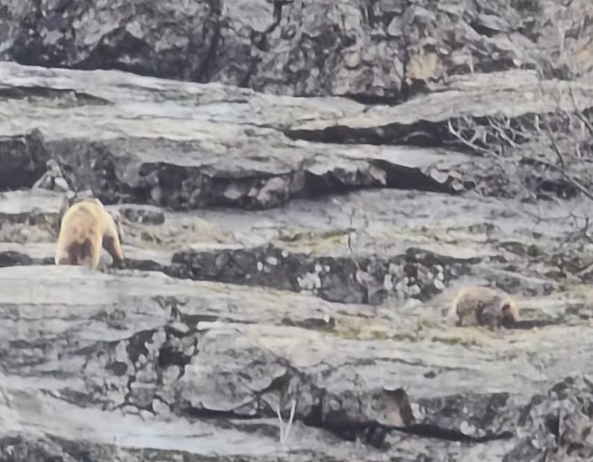 Munzur Vadisi’nde Anne Ayı Ve Yavruları Görüntülendi