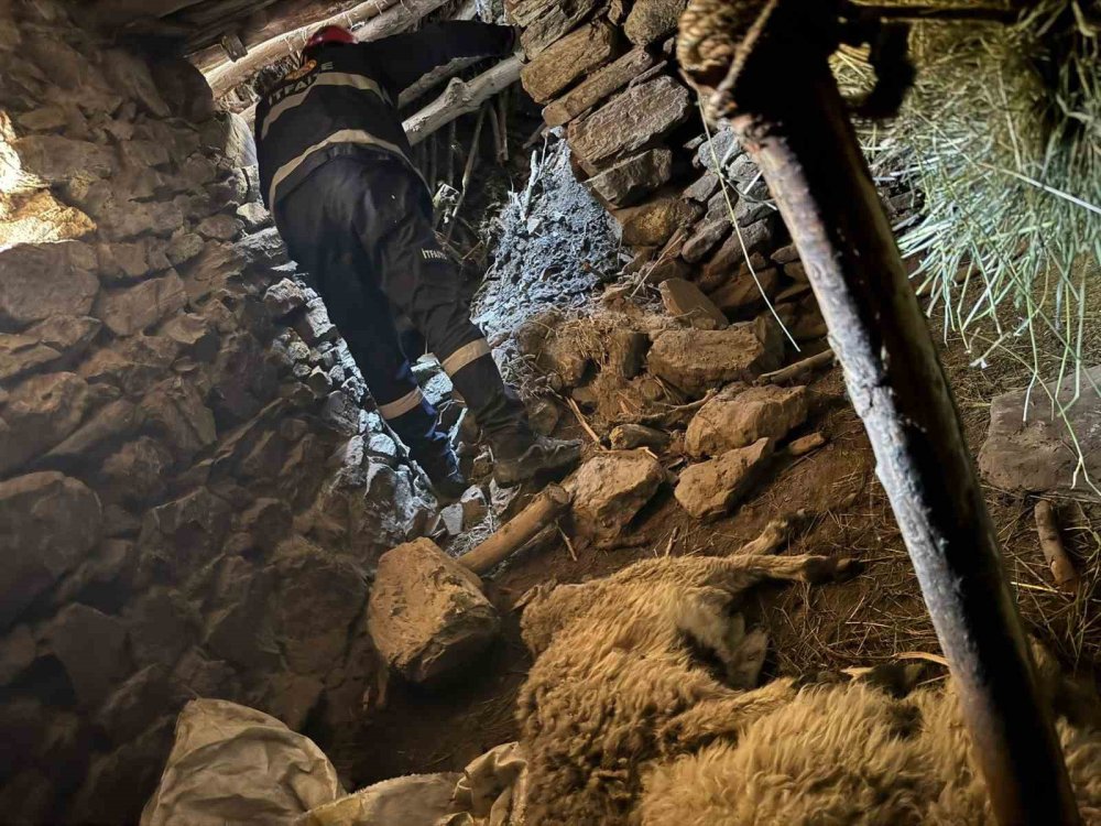 Van Çatak’ta Ahır Çöktü: 50 Kuzu Göçük Altında Kaldı