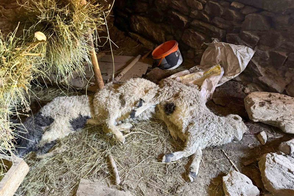 Van Çatak’ta Ahır Çöktü: 50 Kuzu Göçük Altında Kaldı