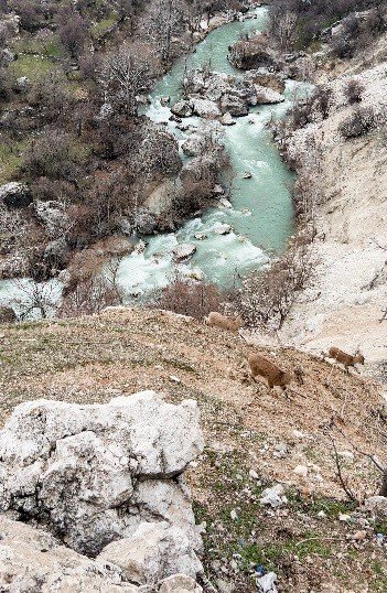 Dağ Keçileri Sürü Halinde Görüntülendi
