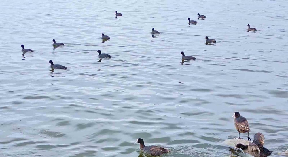 Flamingolar Van Gölü Havzası’na Geri Döndü