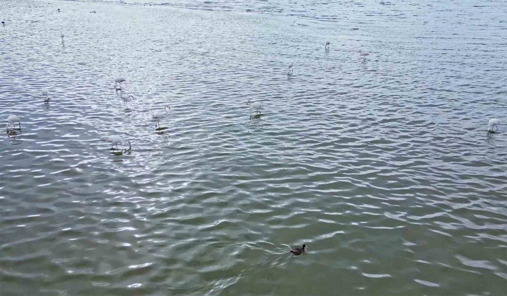 Flamingolar Van Gölü Havzası’na Geri Döndü