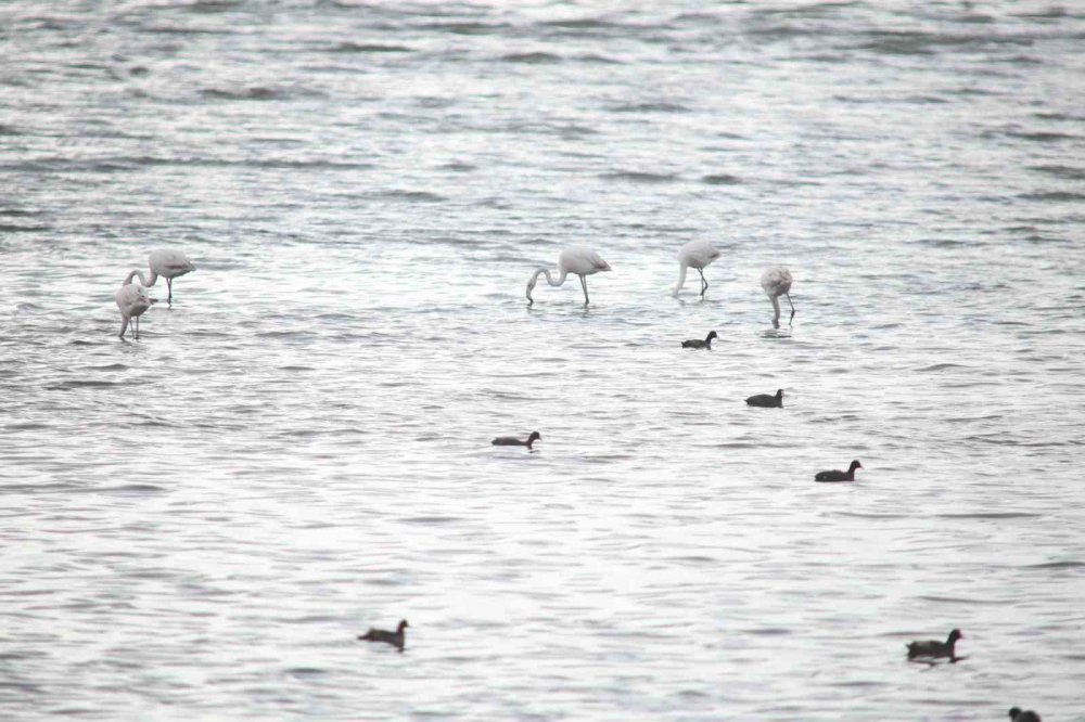 Flamingolar Van Gölü Havzası’na Geri Döndü