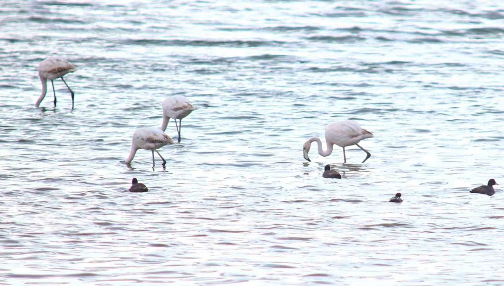 Flamingolar Van Gölü Havzası’na Geri Döndü