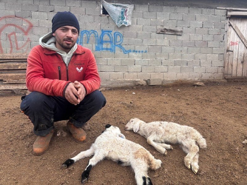 Kuzular Belirti Göstermeden Bir Anda Telef Oluyor