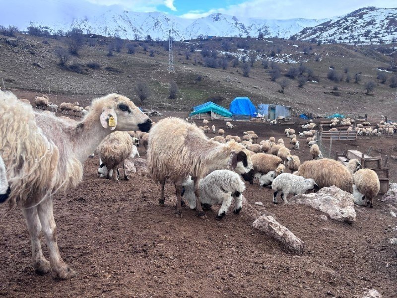 Kuzular Belirti Göstermeden Bir Anda Telef Oluyor