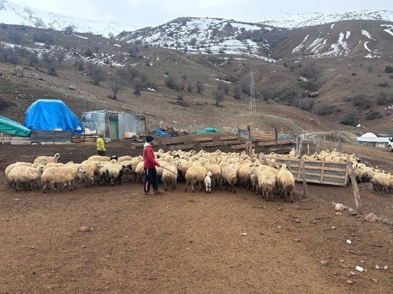 Kuzular Belirti Göstermeden Bir Anda Telef Oluyor