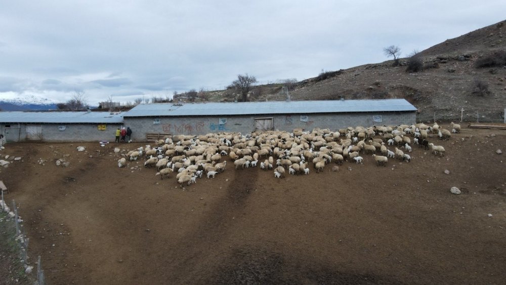 Kuzular Belirti Göstermeden Bir Anda Telef Oluyor