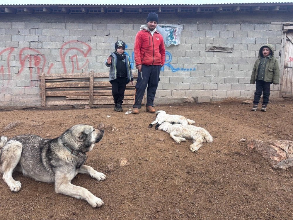 Kuzular Belirti Göstermeden Bir Anda Telef Oluyor