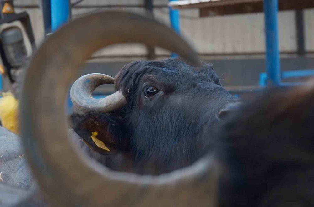 Melez Manda'da Verim Devrimi.. Yeni Irkla Süt Üretimi İki Katına Çıktı!
