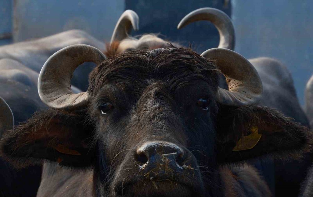 Melez Manda'da Verim Devrimi.. Yeni Irkla Süt Üretimi İki Katına Çıktı!