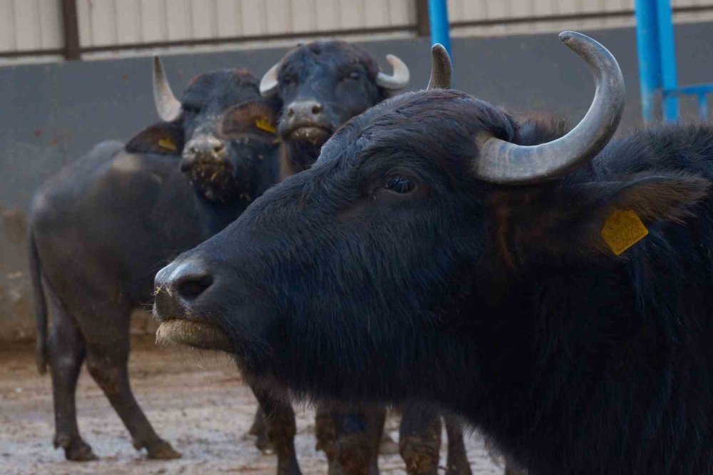 Melez Manda'da Verim Devrimi.. Yeni Irkla Süt Üretimi İki Katına Çıktı!